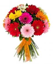 Bunch of 20 Mixed Gerberas